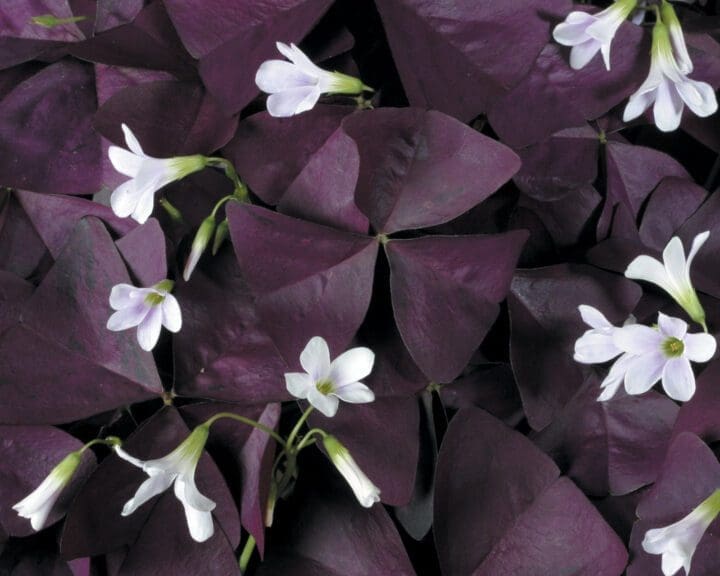 Charmed Wine Shamrock