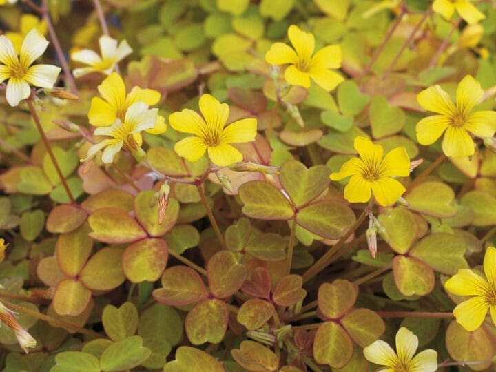 Molten Lava Oxalis - Image 2