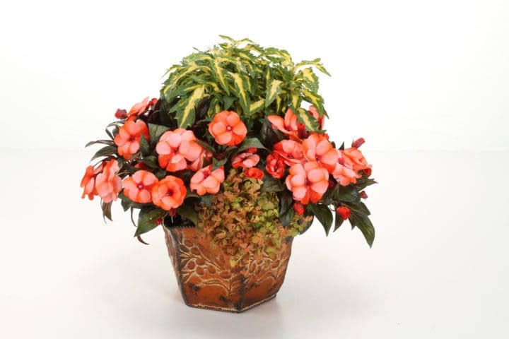 Molten Lava Oxalis - Image 3