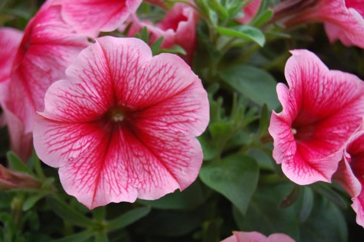 Potunia Piccola Hot Pink Petunia