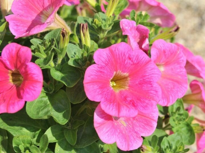 Potunia Piccola Hot Pink Petunia - Image 2