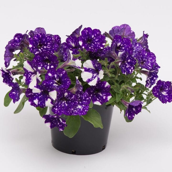 Night Sky Petunia - Image 2