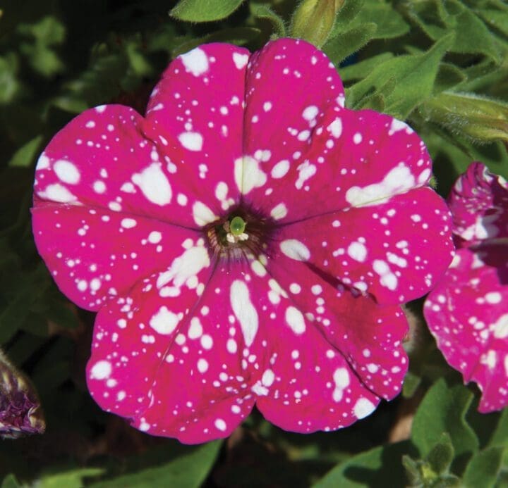 Pink Sky Petunia