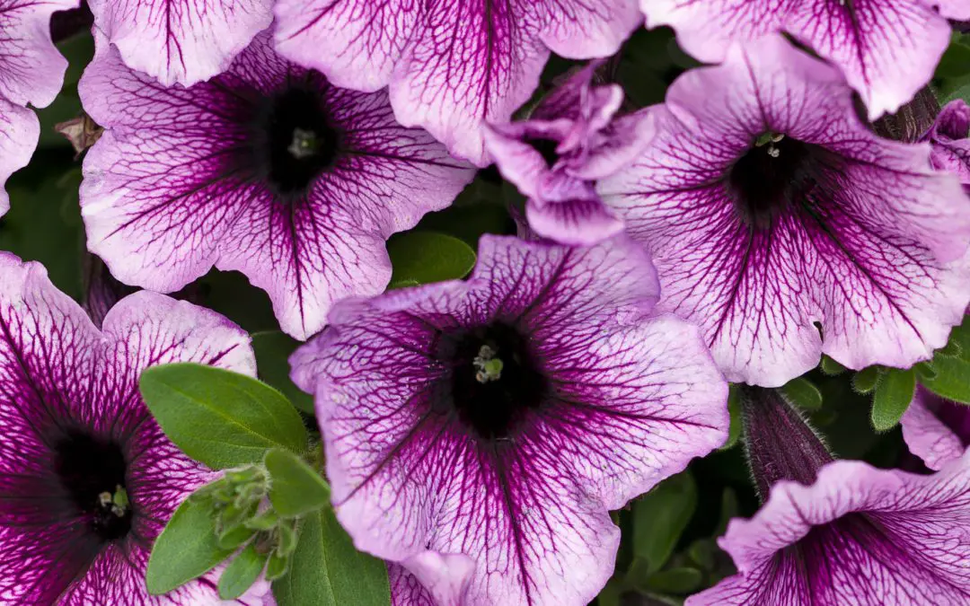 Supertunia Bordeaux Petunia