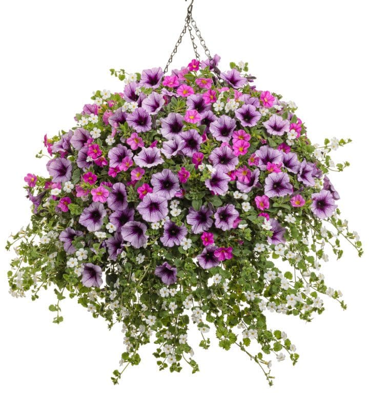 Supertunia Bordeaux Petunia - Image 2