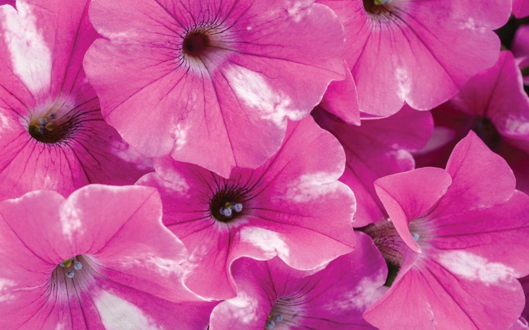 Supertunia Raspberry Rush Petunia