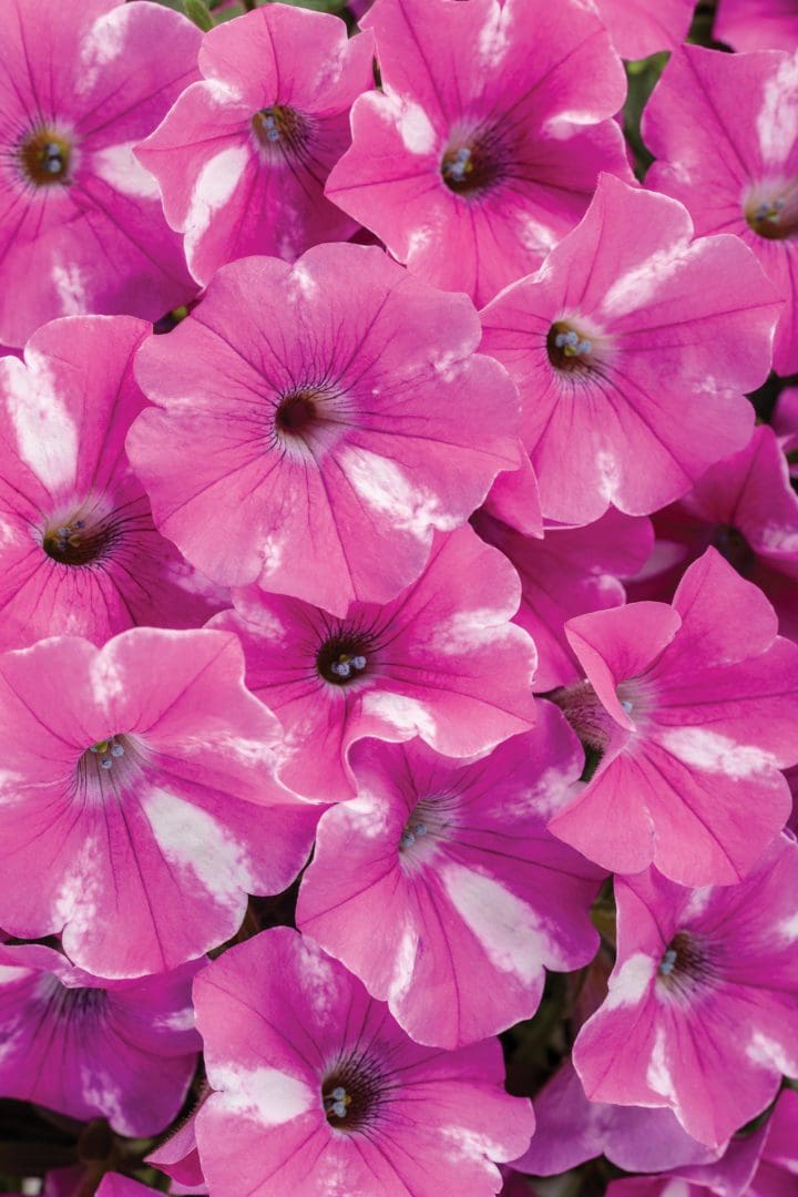 Supertunia Raspberry Rush Petunia