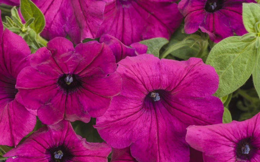 Supertunia Royal Magenta Petunia