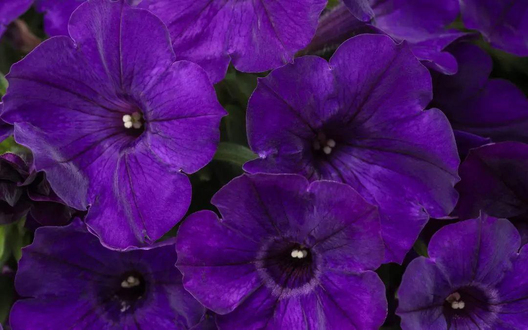 Supertunia Royal Velvet Petunia