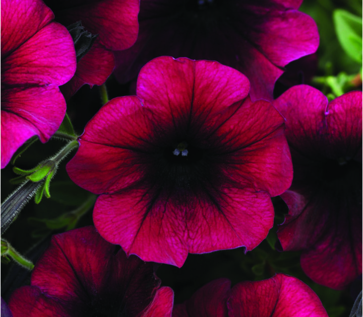 Easy Wave Burgundy Velour Petunia