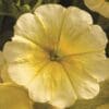 Easy Wave Yellow Petunia