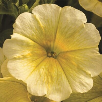 Easy Wave Yellow Petunia