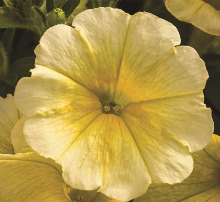 Easy Wave Yellow Petunia
