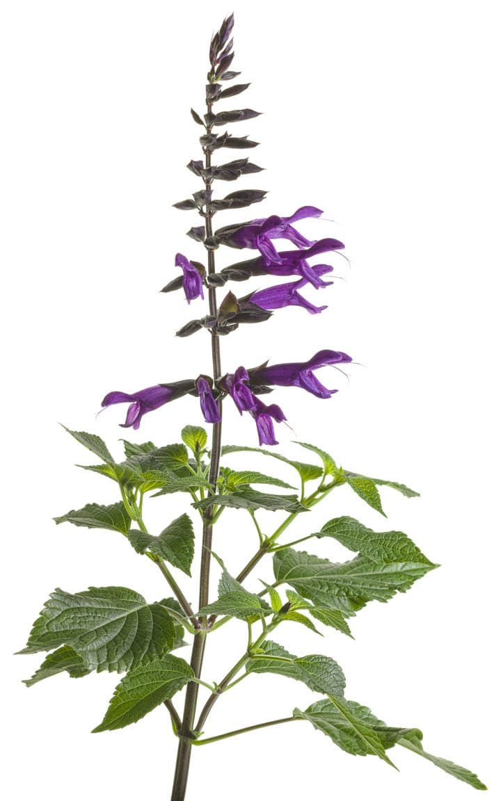 Rockin Deep Purple Salvia - Image 3
