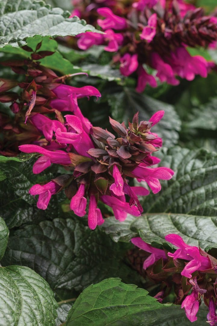 Rockin Fuchsia Salvia