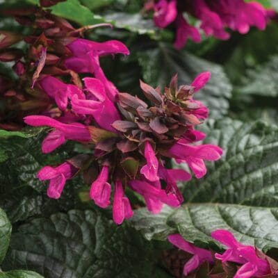 Rockin Fuchsia Salvia