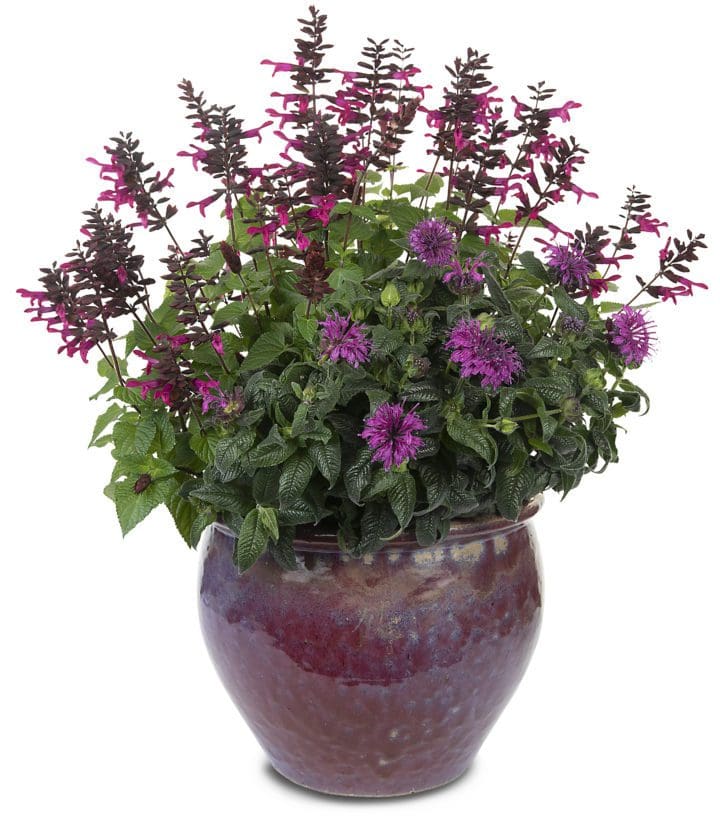 Rockin Fuchsia Salvia - Image 3