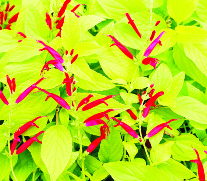 Rockin Golden Delicious Salvia