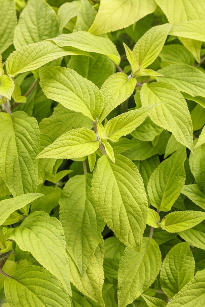 Rockin Golden Delicious Salvia - Image 2