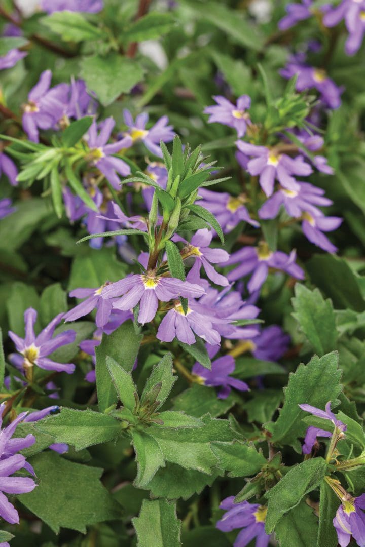 Whirlwind Blue Fan Flower Scaevola