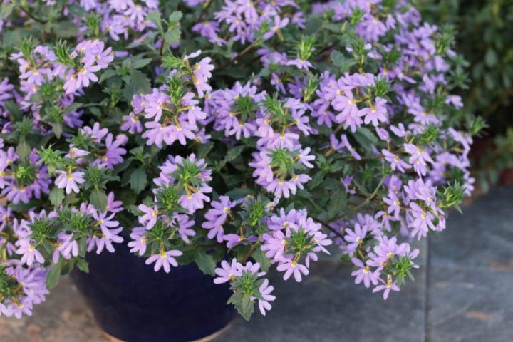 Scaevola Whirlwind Blue (Fan Flower) (Sun) - Image 3