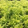 Sedum Lemon Ball (Sun)