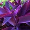 Setcreasea Purple Queen (Shade)
