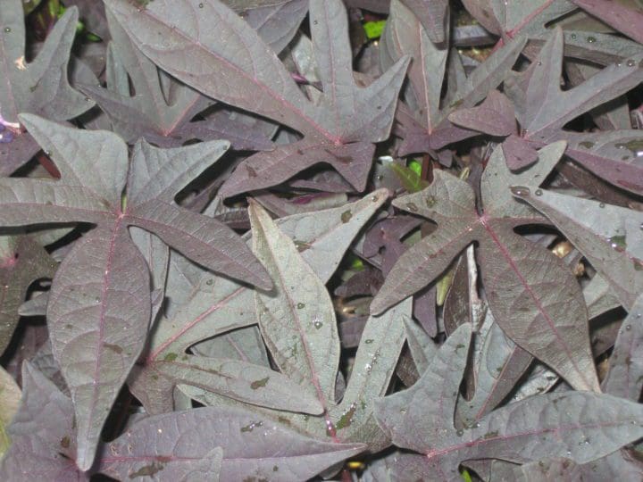 Sweet Potato Vine Sweet Caroline Raven (Sun) - Image 3
