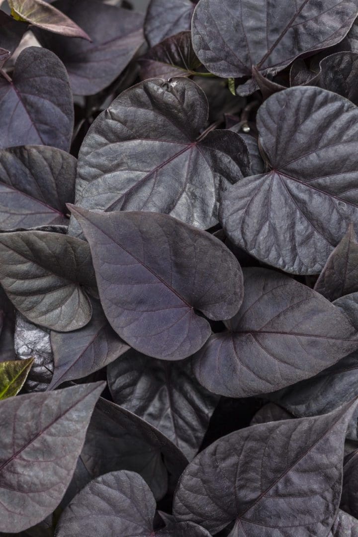 Sweet Caroline Sweetheart Jet Black Sweet Potato Vine