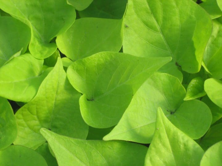 Sweet Potato Vine Sweet Caroline Sweetheart Lime (Sun)