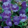 Torenia Summer Wave Large Blue (Shade)