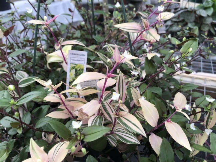 Rainbow Zebra Tradescantia - Image 2