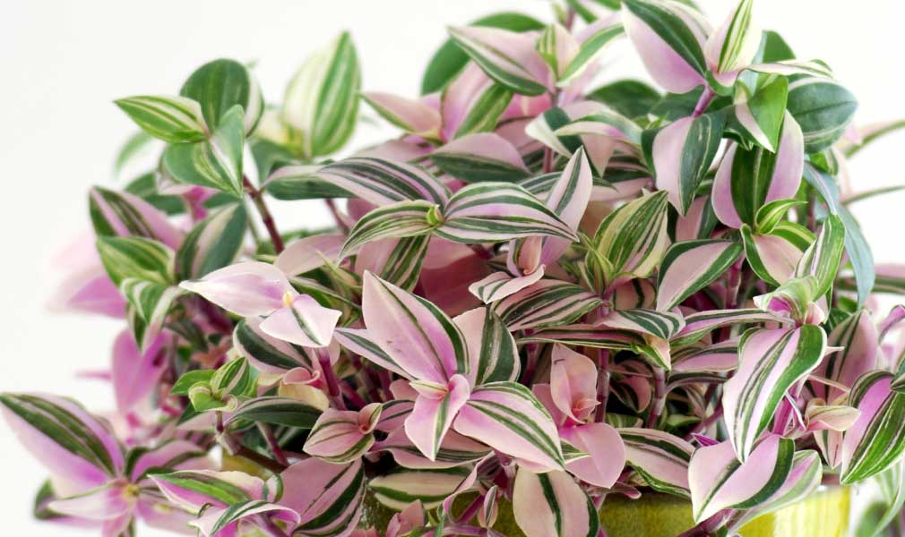 Tradescantia Zebrina Rainbow Zebra - Live Plant