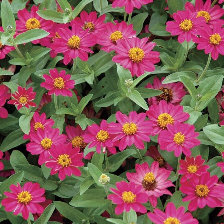 Zinnia Dwarf Shop Pahl's Online
