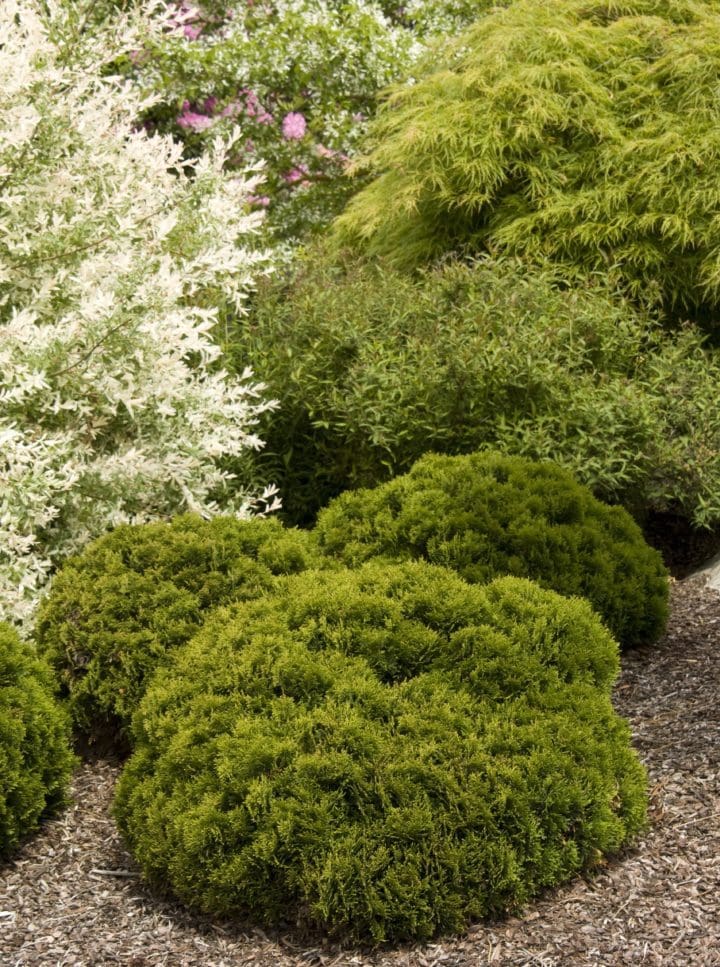 Danica Arborvitae