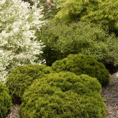 Danica Arborvitae