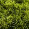 Danica Arborvitae - Image 2