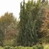 Danica Arborvitae - Image 3