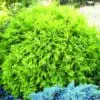 Golden Globe Arborvitae