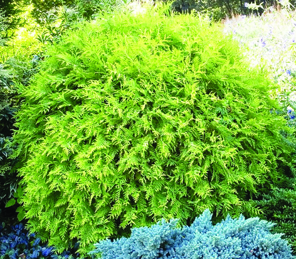 Golden Globe Arborvitae Pahl's Market Apple Valley, MN