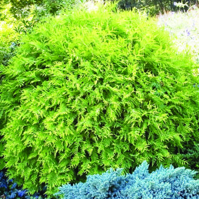 Golden Globe Arborvitae