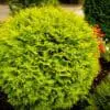 Golden Globe Arborvitae - Image 2