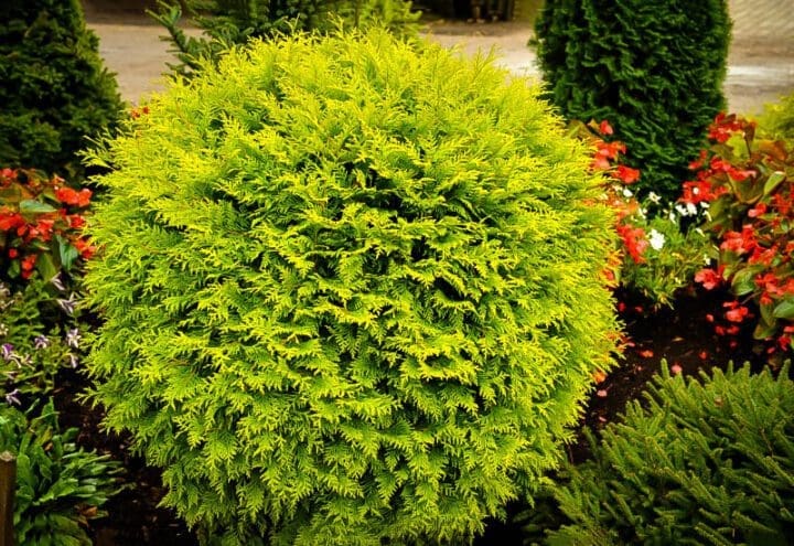 Golden Globe Arborvitae - Image 2