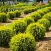 Golden Globe Arborvitae - Image 3