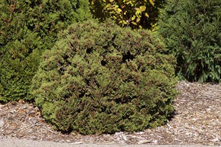 Hetz Midget Arborvitae - Image 2