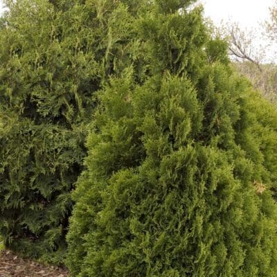 Holmstrup Arborvitae