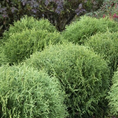 Little Giant Dwarf Arborvitae