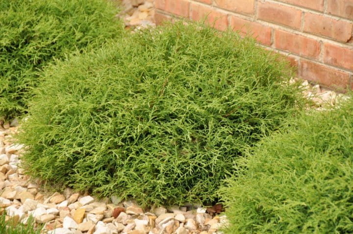 Mr. Bowling Ball Arborvitae