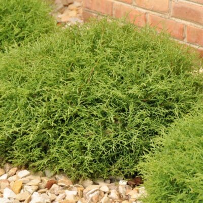 Mr. Bowling Ball Arborvitae
