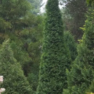 North Pole Arborvitae